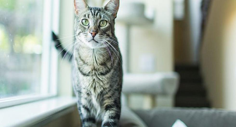Evita que tu gato arañe los muebles, sigue estos consejos prácticos. (Foto:GettyImages)