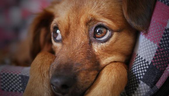 El maltrato animal se encuentra prohibido según la Ley de Protección y Bienestar Animal (Ley N° 30407) y es castigado con sanciones administrativas y hasta con pena privativa de la libertad | Foto: Pixabay / Referencial