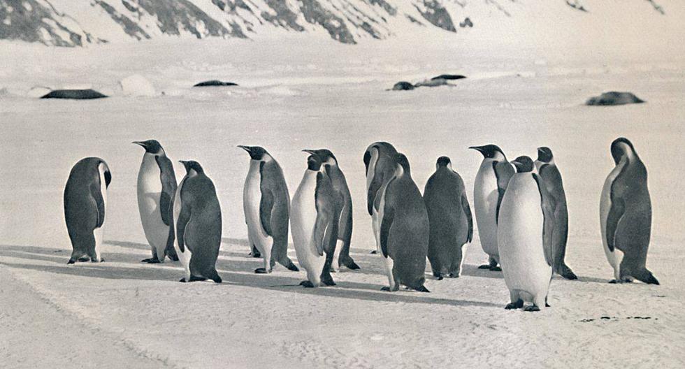 La supervivencia de los pingüinos depende en gran medida de lo que ocurra con el hielo marino. (Foto: The Print Collector/Getty Images)