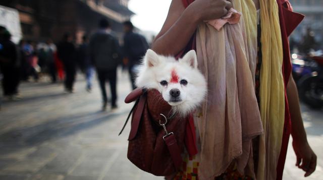 El Tihar, un festival en Nepal que festeja a los perros - 5