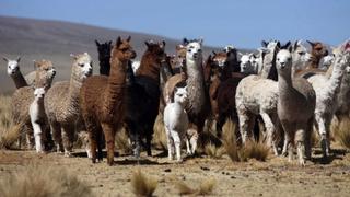 Criadores de alpacas recibirán apoyo ante próximas heladas