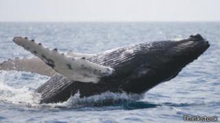 Uruguay pedirá aumentar la protección de ballenas