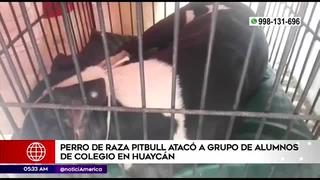 Ate: perro de raza pitbull ataca a un grupo de escolares dentro de un colegio en Huaycán