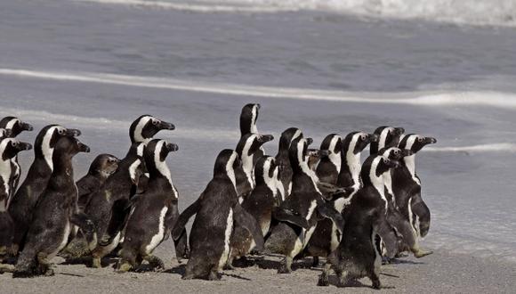Los pingüinos solo degustan sabores ácidos y salados en comida