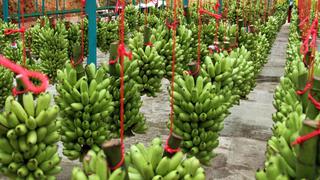 Minagri: exportaciones de banano orgánico superaron los US$117 millones a setiembre