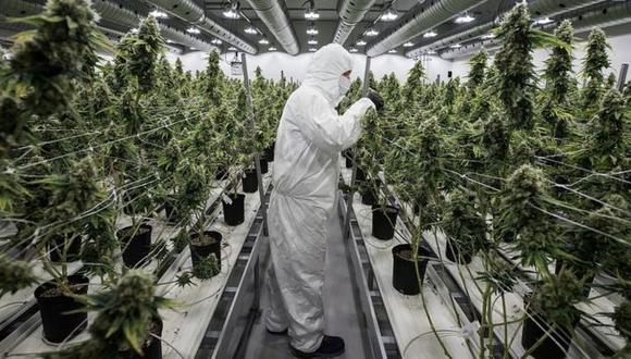 La producción de marihuana se disparó, pero no tanto la demanda. (Foto: Getty Images)