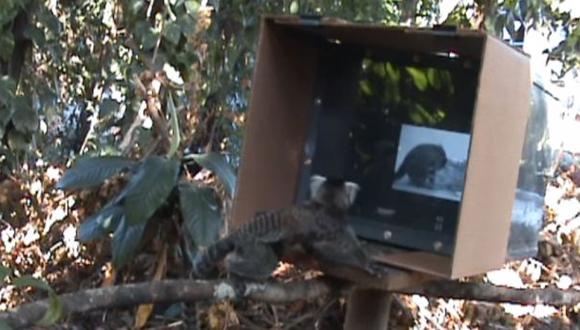 Pequeños monos aprenden viendo un video tutorial [VIDEO]
