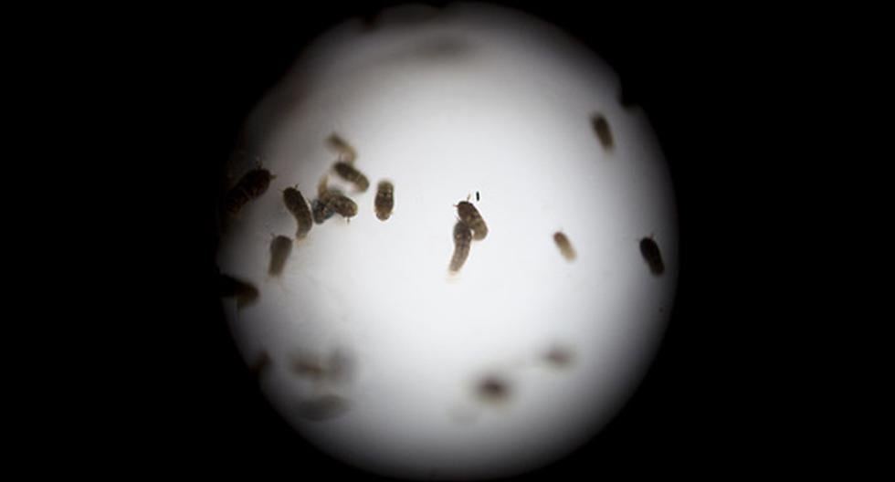 Un equipo de científicos reveló que la actividad de la pequeña mosca Chaoborus spp tiene un impacto negativo sobre la atmósfera. Aquí los detalles. (Foto: Getty Images / Referencial)