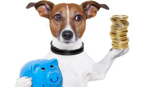 Sigue estos consejos para cuidar tu mascota ahorrando dinero