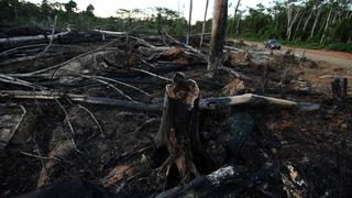 Defensoría advierte deficiencias del Estado para evitar deforestación ilegal