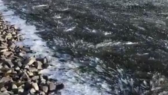 Video Viral: ola de frío polar en Tierra del Fuego congela el Canal de Beagle. (@APAush, vía Twitter).