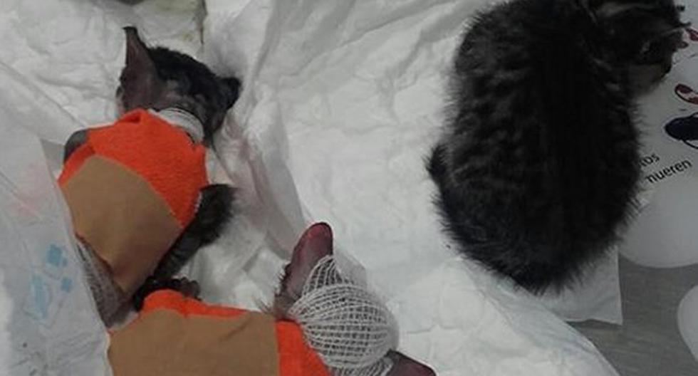 El dueño de un restaurante español quema con ácido a cuatro gatos recién nacidos. (Foto: Facebook)