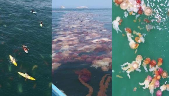 Usuarios de redes sociales publicaron el fin de semana fotografías y videos de decenas de malaguas principalmente en el mar de Lurín y Punta Hermosa, pero también en las playas, alertando a los bañistas. (Foto: OnMyWaySoon)