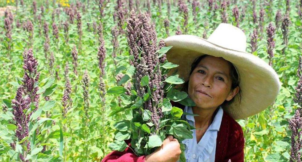 La ventaja de la quinua orgánica de Cajamarca, comparada con la de otras regiones, es que tiene un grano más grande. (Foto: Andina)