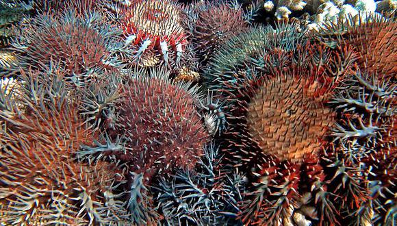 La estrella de mar corona de espinas es una de las principales amenazas de la Gran Barrera de Coral de Australia. (Foto: AFP)