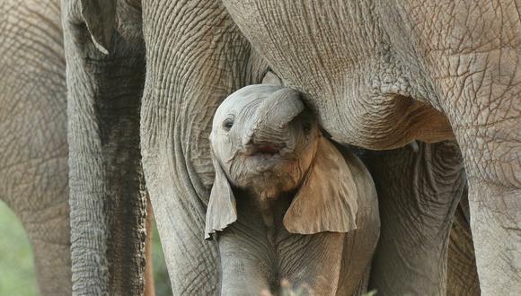 La caza amenaza la población de elefantes en Asia y África. (Foto: Pixabay)
