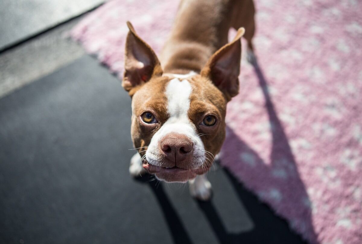 Un niño británico recuperó a su perro que fue robado gracias a los creativos carteles que hizo a mano y compartió en las redes sociales  ( Foto: Pixabay / Referencial)