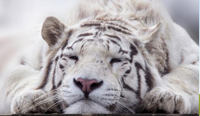 El protagonista del video es un tigre de Bengala blanco. (Foto referencial: Pixabay)