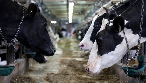 La apertura de la industria láctea canadiense es una prioridad para el gobierno de Trump. (Foto: Reuters)