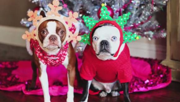 YouTube: mascotas "piden" no ser disfrazadas en Navidad (VIDEO)