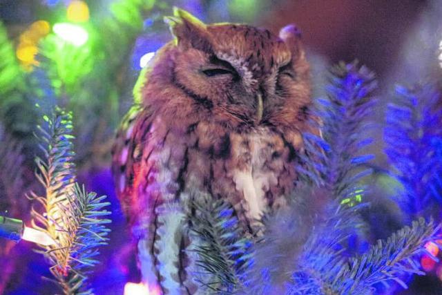 Una familia escuchó un ululato real en su árbol de Navidad: Más de una semana después de que lo compraron, encontraron un búho vivo acurrucado entre las ramas. (Fotos: Billy Newman/Katie McBride Newman en Facebook)