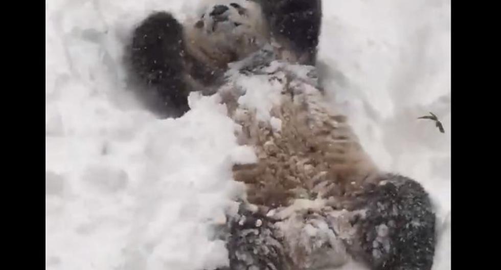 Panda juega en la nieve. (Foto: Smithsonian’s National Zoo and Conservation Biology Institute / Facebook)