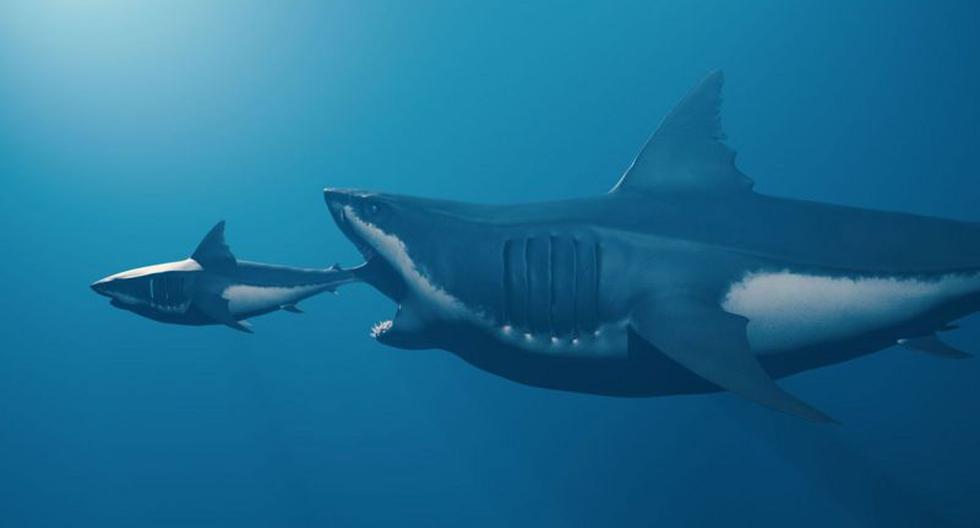 How was the megalodon, the prehistoric megashark that dominated the oceans for 20 million years