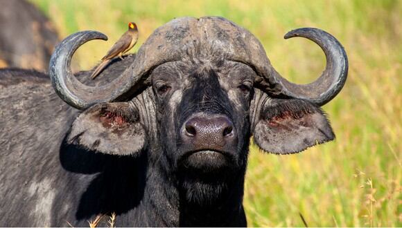 Zimbabue cuenta con una buena población de búfalos. (Referencial - Pixabay)