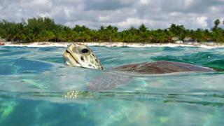 Paraíso animal: descubre el lugar de las tortugas en México