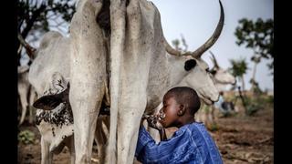 Los fulani, uno de los últimos pueblos nómadas del planeta | FOTOS