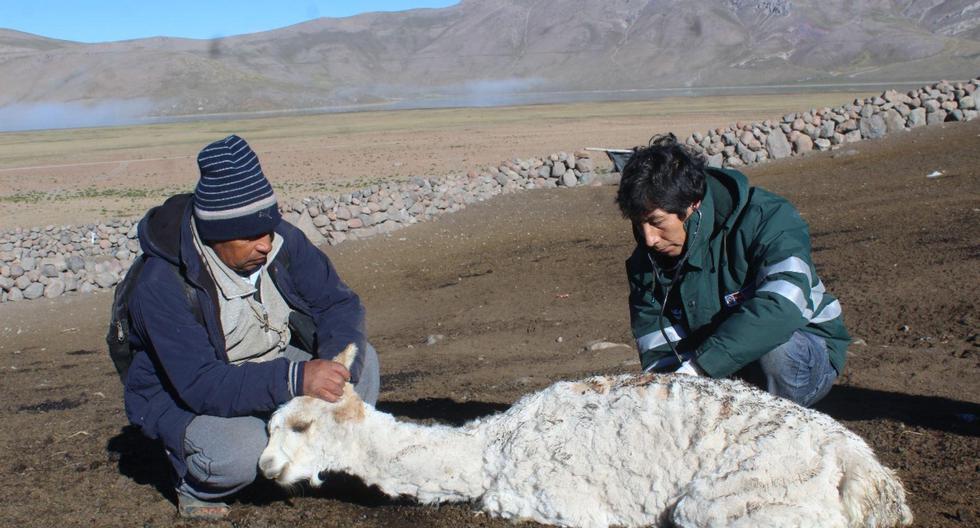Al menos 3,000 camélidos sudamericanos murieron en las zonas altas de Arequipa. (Foto: Andina)