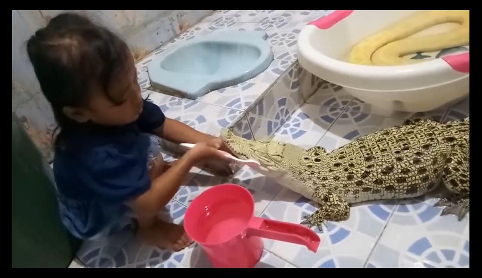 Esta niña no tiene miedo de lavarle los dientes a su mascota: un cocodrilo  | REDES-SOCIALES | EL COMERCIO PERÚ