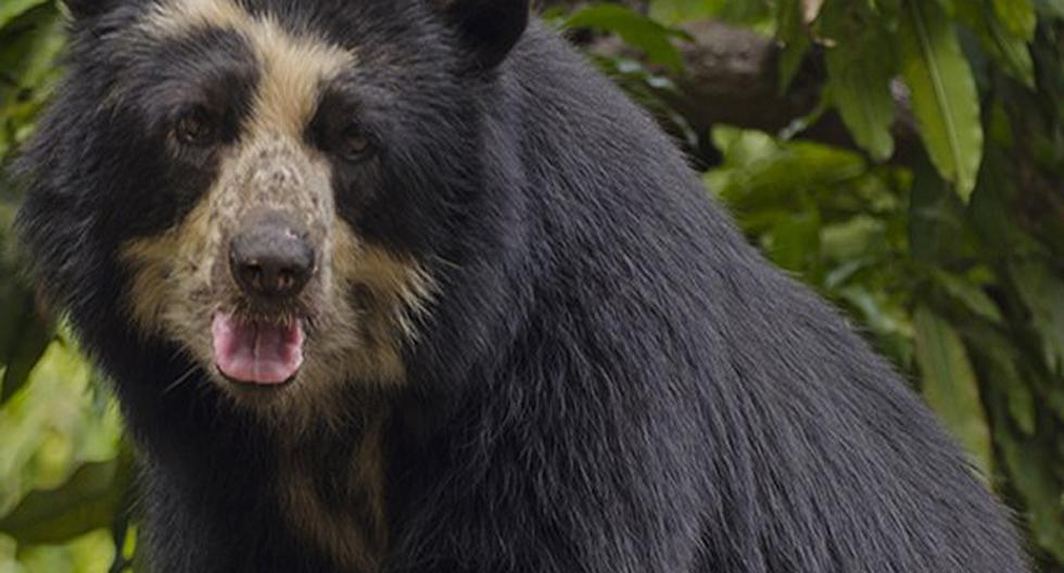 Perú protegerá al oso de anteojos. (Foto: Serfor)