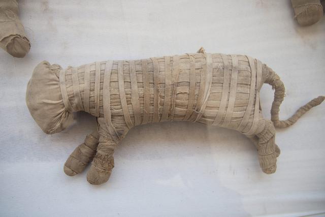 El cachorro de un felino momificado que fue encontrado en Saqqara, al sur de El Cairo, Egipto. (EFE / EPA / MOHAMED HOSSAM).