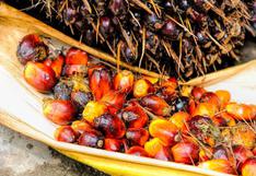 El consumo de aceite palma podría causarte graves problemas de salud