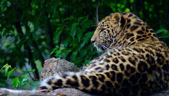 Se salvó por poco: el brutal ataque de un leopardo a un ciclista en transitada carretera de la India. (Foto: Referencial / Pixabay)