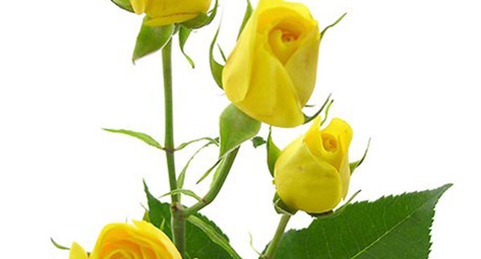 Ritual con flores amarillas para atraer dinero | ENTRETENIMIENTO 