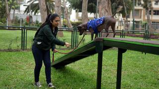 5 locales y espacios en Lima en los que tu perro es bienvenido