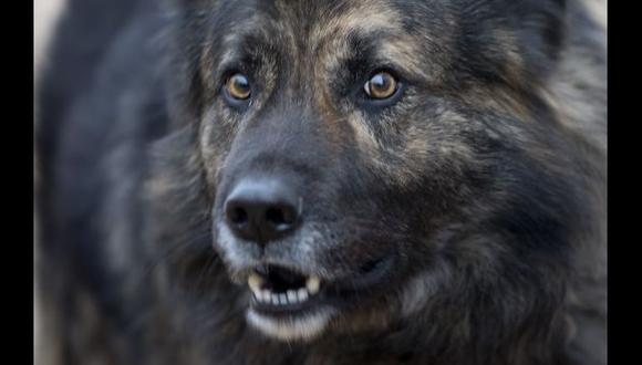 Croacia: Un juez prohíbe que perro ladre por la noche