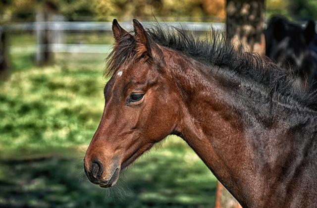 Mujer pasó una experiencia que no olvidará al tratar de entrar a hábitat de unos caballos. (Foto: Pixabay).