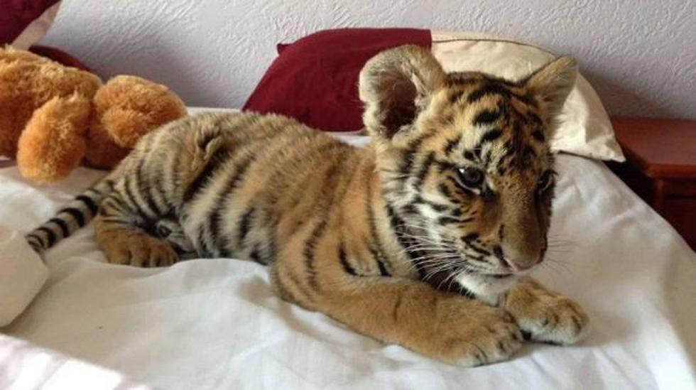En Facebook tienda de mascotas vende panteras, tigres y leones |  REDES-SOCIALES | EL COMERCIO PERÚ