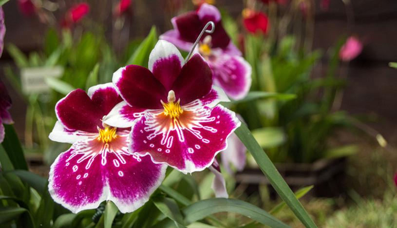 Aries. Eres emprendedor. Por ello, las orquídeas son plantas ideales para ti, dado que no requieren mucho de tu tiempo pues son plantas bastante fuertes. Además, son elegantes. (Foto: Shutterstock)