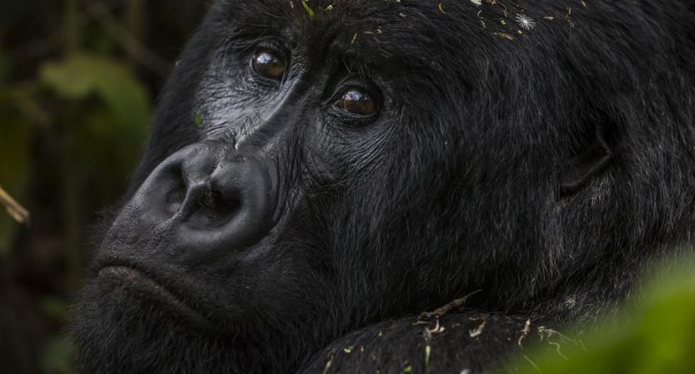 Entre estas especies amenazadas está el gorila oriental, el primate más grande del mundo (Foto: Getty Images)