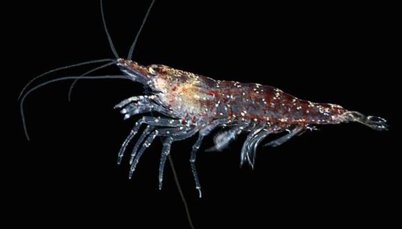 La palabra kril se refiere a un solo crustáceo pero también al conjunto de miles de ellos nadando juntos en el océano. (Foto: Getty)