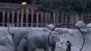 Hombre se arriesgó a entrar al recinto de los elefantes de un zoológico y esto le sucedió