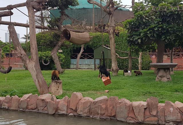 Los trabajadores del Parque de las Leyendas adelantaron la Navidad para los animalitos del zoológico (Foto: Difusión).