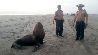 Lambayeque: lobo marino herido agoniza en playa de Puerto Eten