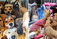 WUF realiza donación a albergues de perros y gatos en Cusco y Arequipa