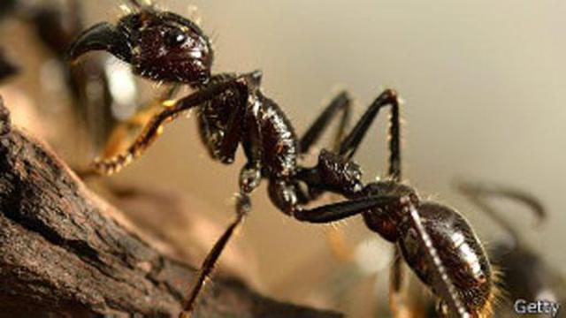 ¿Pesan todas las hormigas juntas más que toda la humanidad? - 2