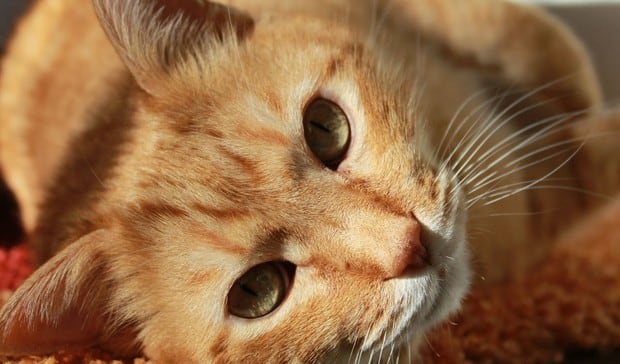 Los gatos son capaces de emitir cerca de 100 tipos de maullidos diferentes (Foto: Pixabay)